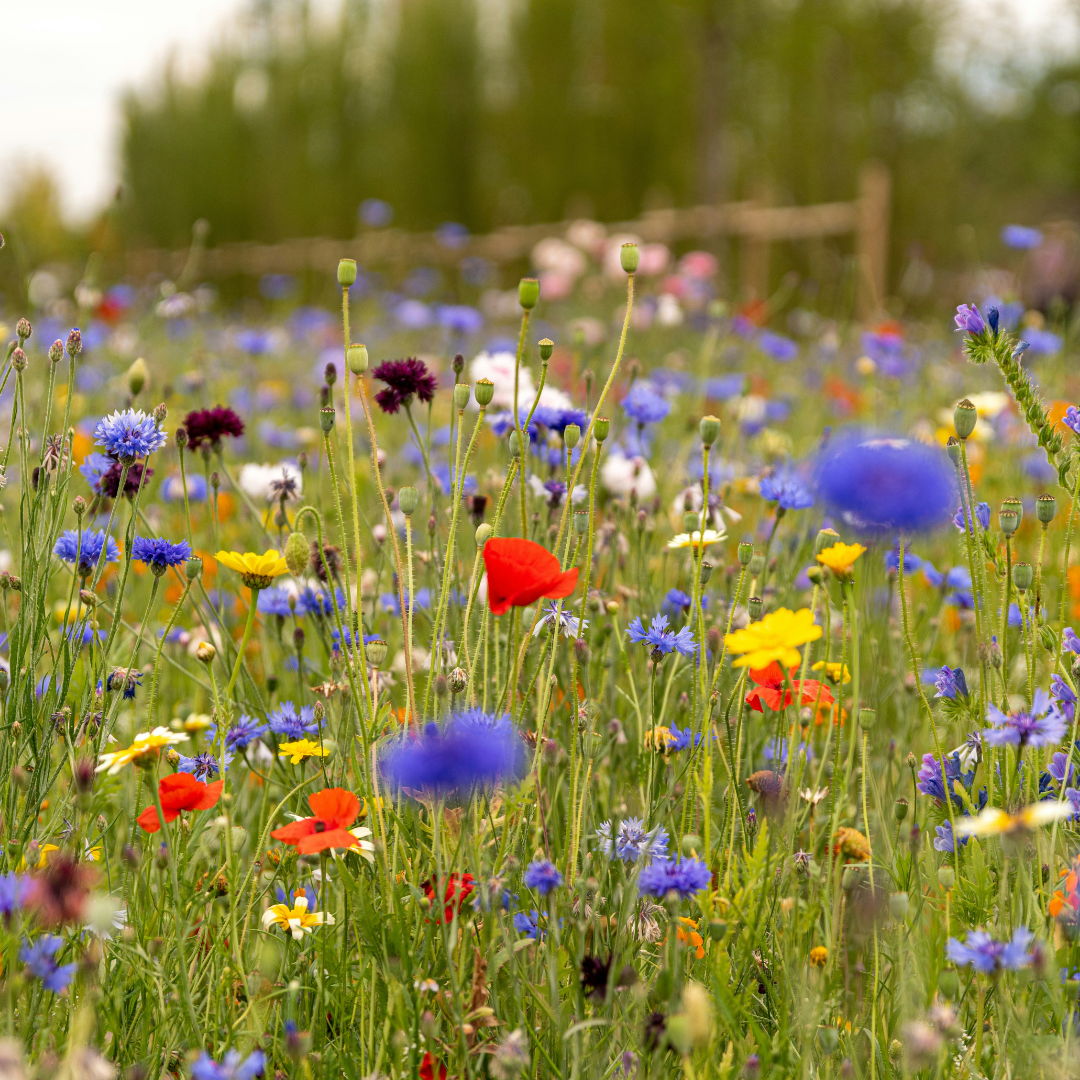Blumenwiese